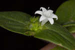 Tropical Mexican clover